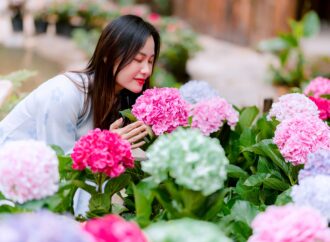 Blooming Beauty: Top Summer Flowers to Brighten Your Garden